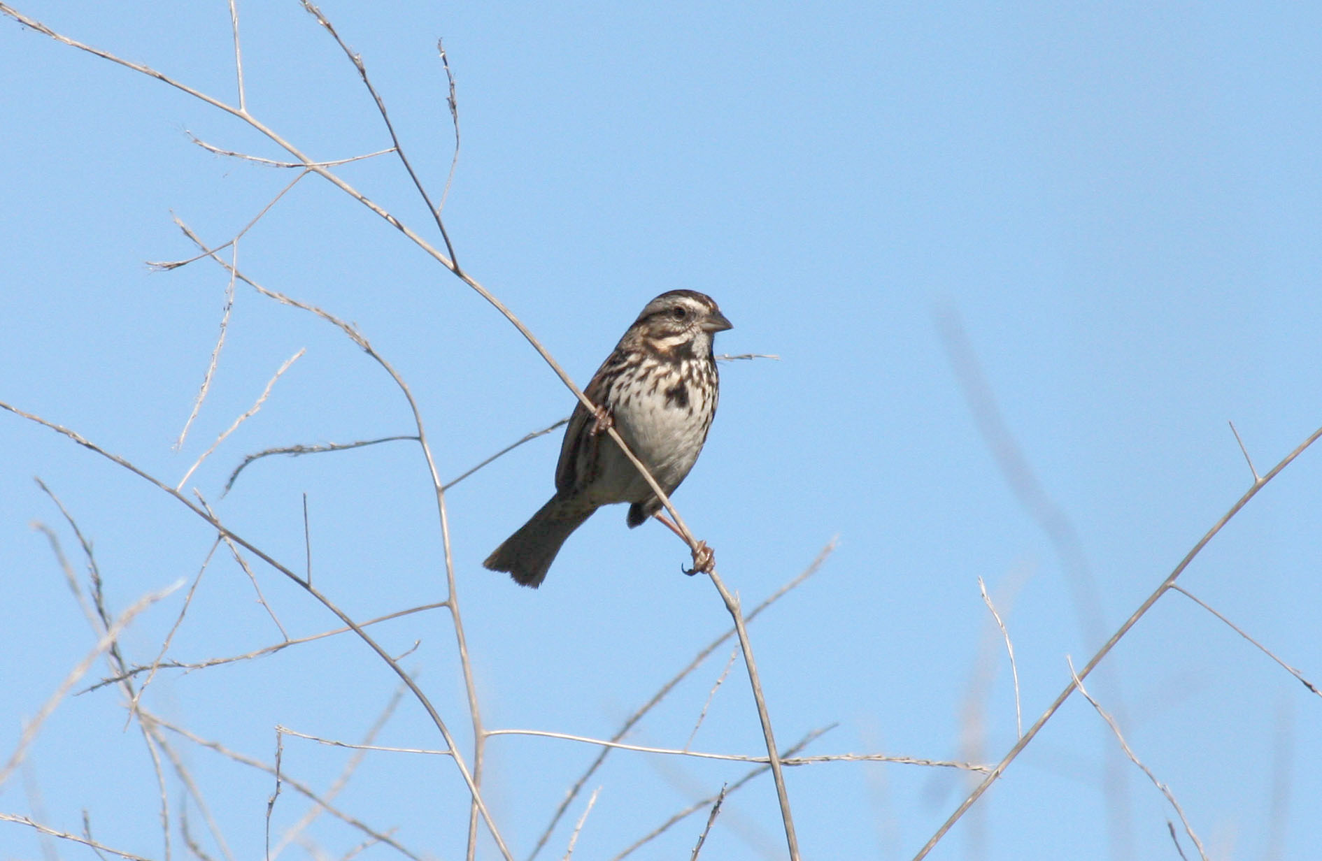 Song Sparrow, Melospiza melodia